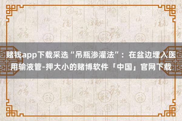 赌钱app下载采选“吊瓶渗灌法”：在盆边埋入医用输液管-押大小的赌博软件「中国」官网下载