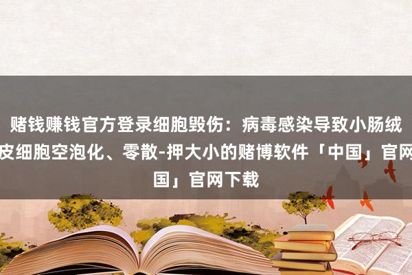 赌钱赚钱官方登录细胞毁伤：病毒感染导致小肠绒毛上皮细胞空泡化、零散-押大小的赌博软件「中国」官网下载